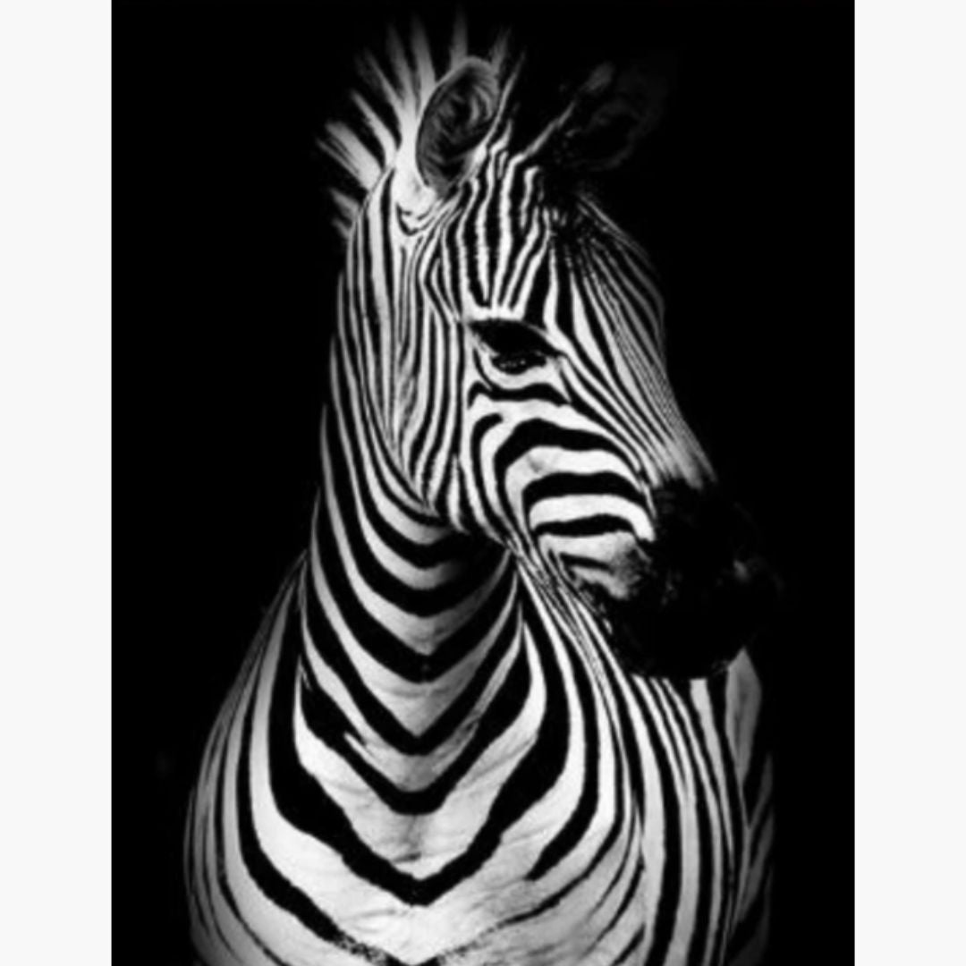 Zebra - Diamond Painting