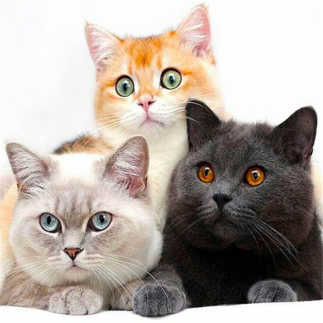 Drei Katzen - Diamond Painting